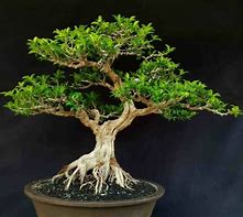 Bonsai Beringin Dolar Termahal